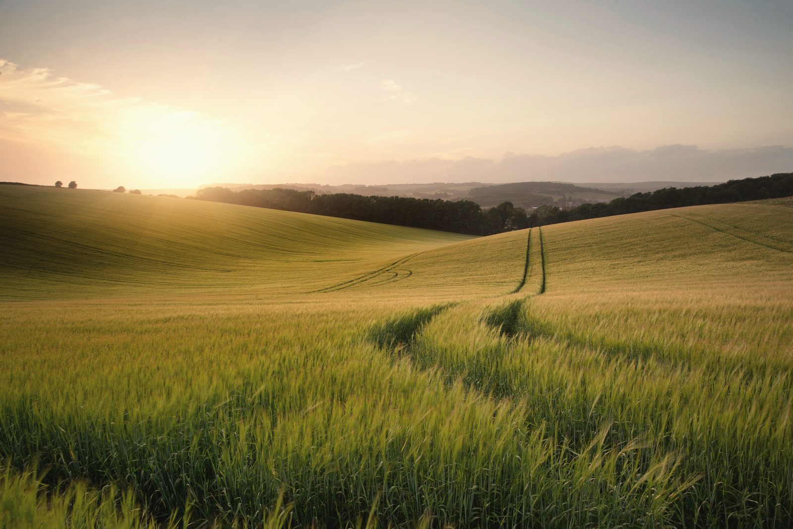 A path of tracks leading through a golden field toward the light