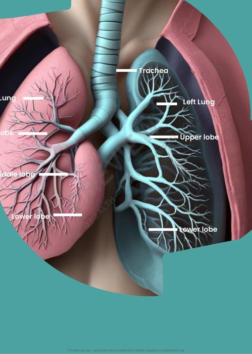 Sample page from the Lung Cancer guide